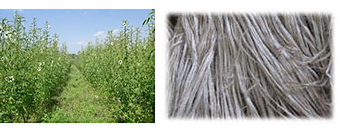 二酸化炭素吸収能力が高いケナフ 二酸化炭素吸収能力が高いケナフ