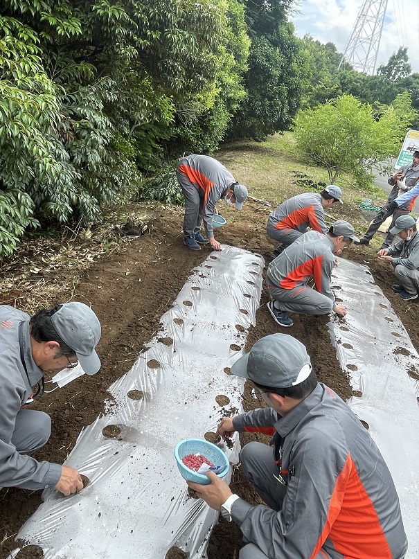 種植えの様子