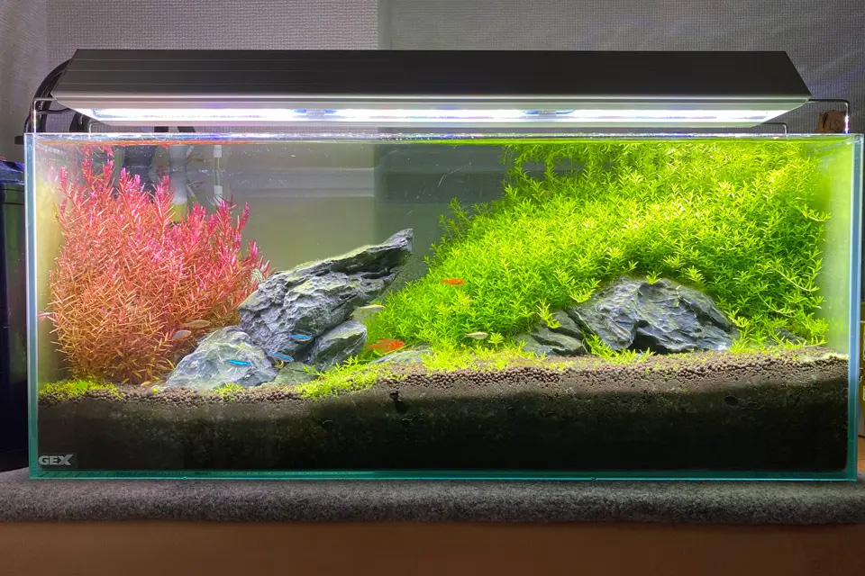 趣味のアクアリウム