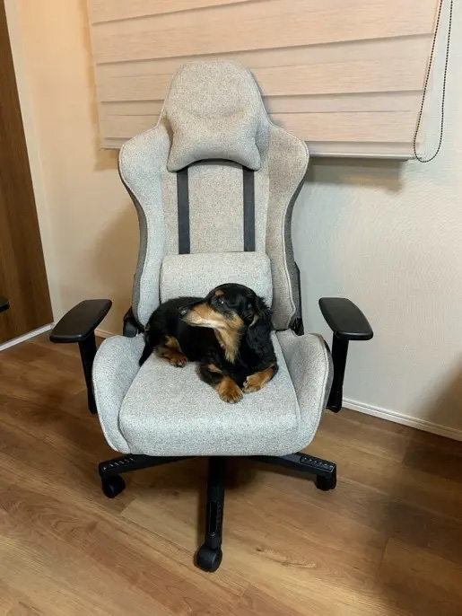 ワンコもなんだか嬉しそう