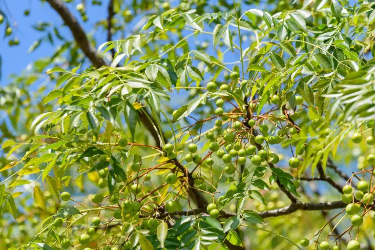早生広葉樹のセンダン 早生広葉樹のセンダン