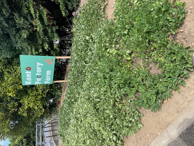 収穫が楽しみです